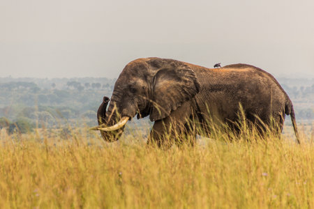 Elephant in Murchison Falls national park, Ugandaの写真素材