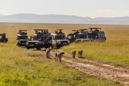 MASAI MARA, KENYA - FEBRUARY 19, 2020: Safari vehicles and cheetahs in Masai Mara National Reserve, Kenyaのeditorial素材