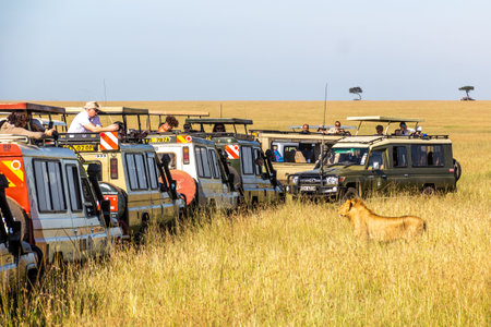 MASAI MARA, KENYA - FEBRUARY 19, 2020: Safari vehicles and a lion in Masai Mara National Reserve, Kenyaのeditorial素材