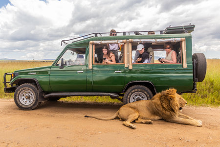 MASAI MARA, KENYA - FEBRUARY 19, 2020: Lion resting in a shade of safari vehicle in Masai Mara National Reserve, Kenyaのeditorial素材