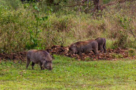 Eastern Warthog (Phacochoerus africanus massaicus) in Ziwa Rhino Sanctuary, Ugandaの写真素材