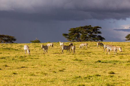 Burchell's zebras (Equus quagga burchellii) at Crescent Island Game Sanctuary on Naivasha lake, Kenyaの写真素材