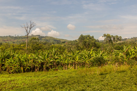 Lush rural landscape of the crater lakes region near Fort Portal, Ugandaの写真素材