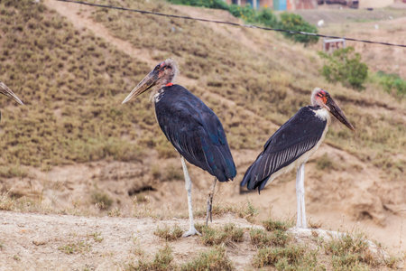 Marabou storks (Leptoptilos crumenifer) near Kazinga Channel, Uganda