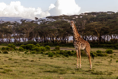 Masai giraffe (Giraffa tippelskirchi) at Crescent Island Game Sanctuary on Naivasha lake, Kenyaの写真素材
