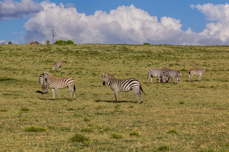 Burchell's zebras (Equus quagga burchellii) at Crescent Island Game Sanctuary on Naivasha lake, Kenyaの写真素材
