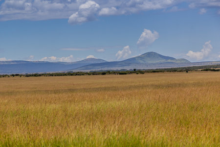 Landscape of Masai Mara National Reserve, Kenya