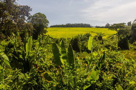 Tea plantations near Kericho, Kenyaの写真素材