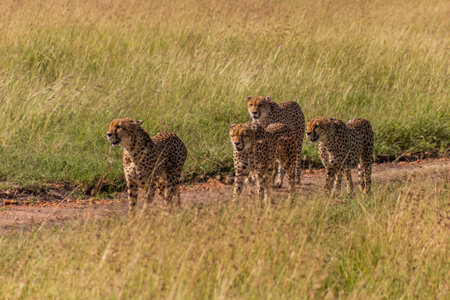Group of cheetah brothers in Masai Mara National Reserve, Kenyaの写真素材