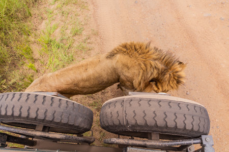 Lion walking along a safari vehicle in Masai Mara National Reserve, Kenyaの写真素材