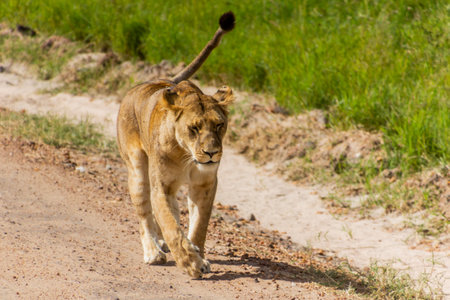 Lioness in Masai Mara National Reserve, Kenyaの写真素材