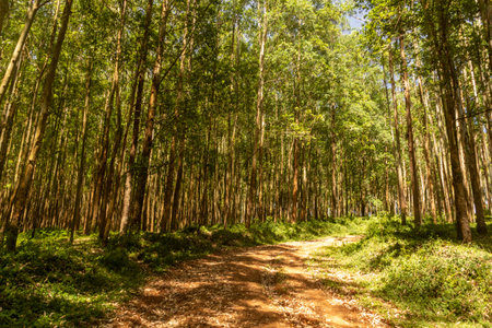 Path in a forest near Kericho, Kenyaの写真素材