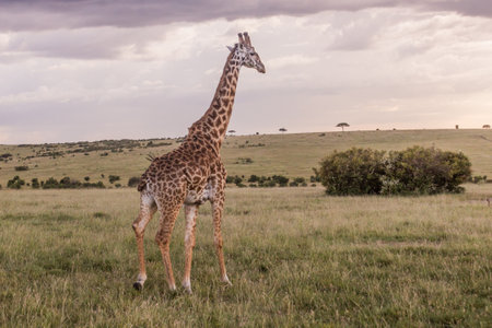 Giraffe in Masai Mara National Reserve, Kenyaの写真素材