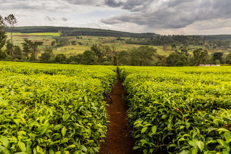 Tea plantations near Kericho, Kenyaの写真素材