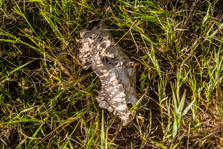 Detail of hyena skull near Masai Mara National Reserve, Kenya