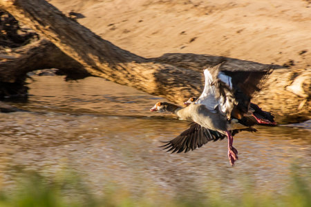 Egyptian goose (Alopochen aegyptiaca) near Masai Mara National Reserve, Kenyaの写真素材