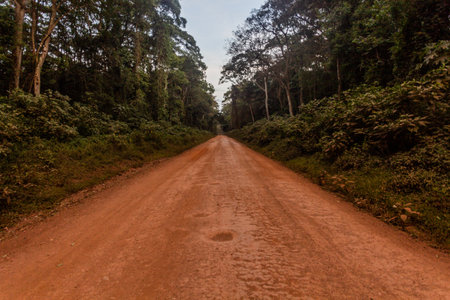 Road in Kakamega Forest Reserve, Kenyaの写真素材