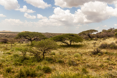 Landscape near Marsabit town, Kenya
