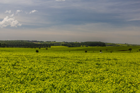 Tea plantations near Kericho, Kenyaの写真素材