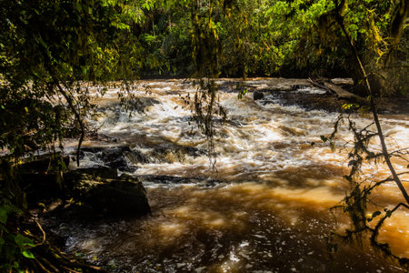 River Yala in Kakamega Forest Reserve, Kenyaの写真素材