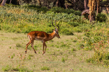 Impala (Aepyceros melampus) at Crescent Island Game Sanctuary on Naivasha lake, Kenyaの写真素材