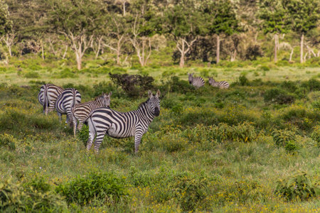 Zebras in the Hell's Gate National Park, Kenyaの写真素材