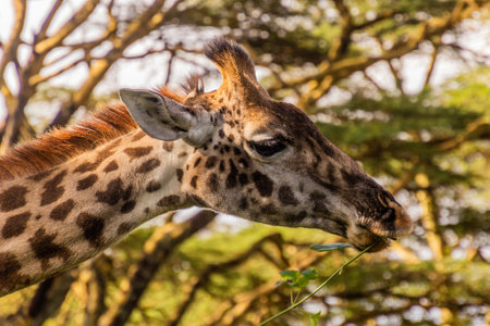 Masai giraffe (Giraffa tippelskirchi) at Crescent Island Game Sanctuary on Naivasha lake, Kenyaの写真素材