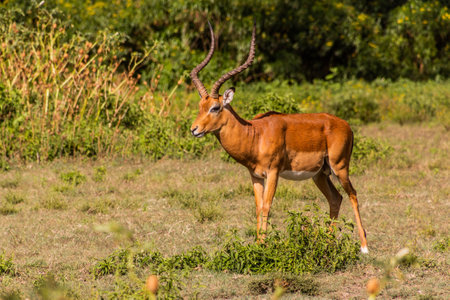 Impala (Aepyceros melampus) at Crescent Island Game Sanctuary on Naivasha lake, Kenyaの写真素材