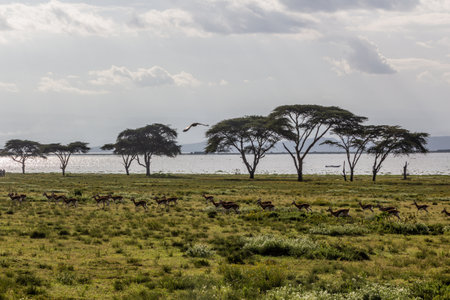 Thomson's Gazelle (Eudorcas thomsonii) at Crescent Island Game Sanctuary on Naivasha lake, Kenyaの写真素材
