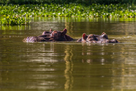Hippopotamus (Hippopotamus amphibius) on Naivasha lake, Kenya