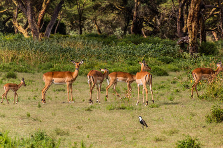 Impalas (Aepyceros melampus) on Naivasha lake, Kenyaの写真素材