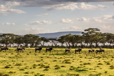 Wildebeest at Crescent Island Game Sanctuary on Naivasha lake, Kenya