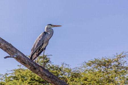 Grey heron (Ardea cinerea)  on Naivasha lake, Kenyaの写真素材