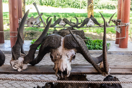 Animal skulls at the Longonot National Park Main Gate, Kenyaの写真素材