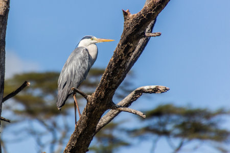 Grey heron (Ardea cinerea)  on Naivasha lake, Kenyaの写真素材