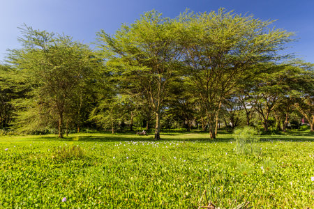 Marches at the coast of Naivasha lake, Kenyaの写真素材