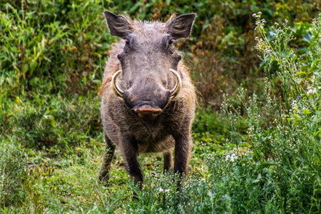 Warthog (Phacochoerus africanus) near Naivasha lake, Kenyaの写真素材