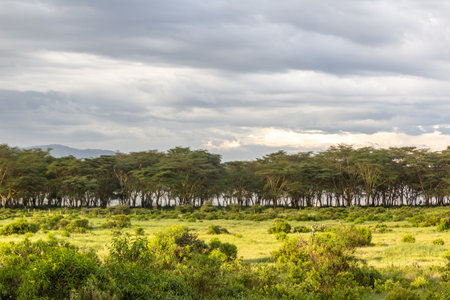 Landscape near Naivasha lake, Kenyaの写真素材