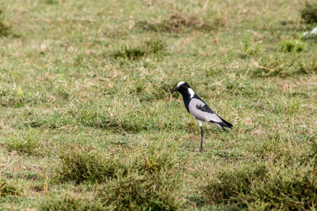 Blacksmith Lapwing (Vanellus armatus) near Naivasha lake, Kenyaの写真素材