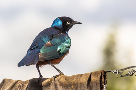 Superb Starling (Lamprotornis superbus) in Maralal, Kenyaの写真素材