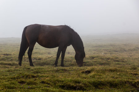 Misty view of a horse in Rila mountains, Bulgariaの写真素材