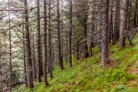 Forest in Rila mountains, Bulgaria
