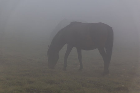 Misty view of a horse in Rila mountains, Bulgariaの写真素材