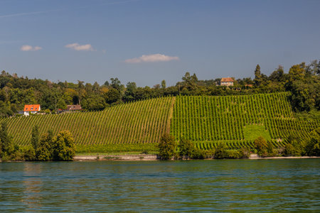 Vineyards at the north coast of Lake Constance, Baden-Wurttemberg state, Germanyの写真素材
