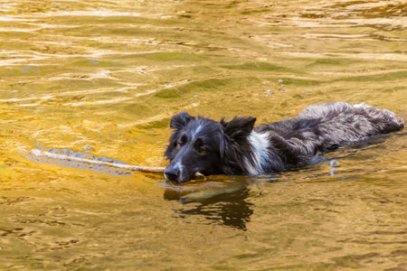 Collie breed dog swimming with a stickの写真素材
