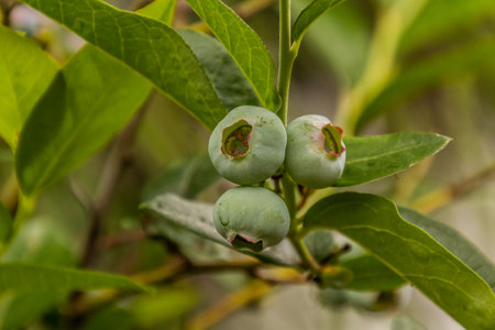 Unripe fruits of northern highbush blueberry (Vaccinium corymbosum)の写真素材