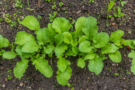Young radish plants in a garden patch
