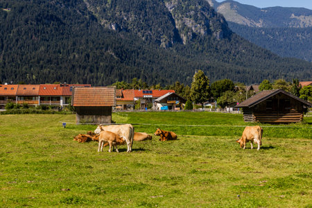 Cows in Garmisch-Partenkirchen in Bayern, Germanyの写真素材