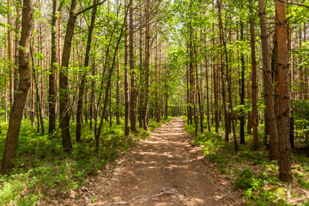 Hiking trail in the Protected Landscape Area Kokorinsko - Machuv kraj, Czech Republic