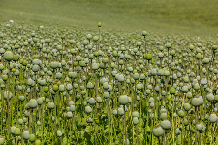 Field of poppy in the Czech Republicの写真素材